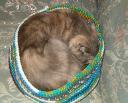 1266631175stinky in new bed 1.jpg