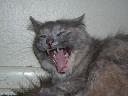 1269504950big yawn2.jpg