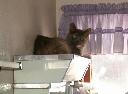 1269504950stinky on bathroom light 3.jpg