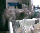 Filename=1269788490drinkin\'.jpg
Filesize=59KiB
Dimensions=476x397
Date added=Mar 28, 2010 1269788490drinkin\'.jpg