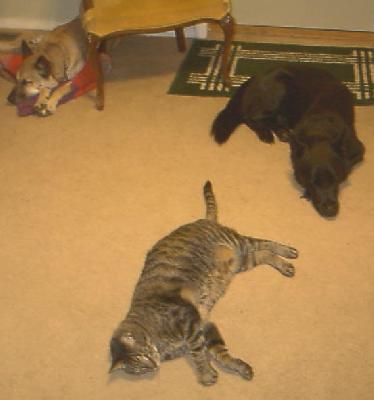 Another angle
<p>We didn't realize we had extraordinarily large cats until people began commenting.&nbsp; We had the cats and dogs both from early babies so the size of the cats never phazed us.</p>
