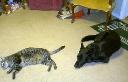 Filename=1265472188catsnhats 004.jpg
Filesize=46KiB
Dimensions=682x440
Date added=Feb 06, 2010 1265472188catsnhats 004.jpg