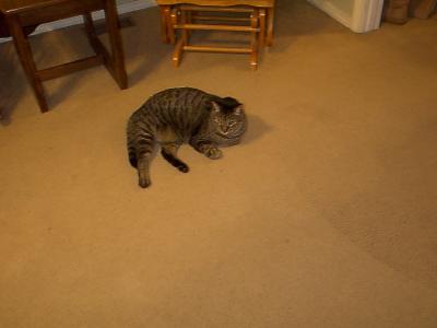 This is Mikey
<p>Mikey is just as big as Prince is but he's not as bulky.</p>
<p>I wish he'd been closer to the other three so you could see he's not a small cat.&nbsp; We have no idea why our cats are so large. Truthfully, we never realized it until people began commenting.</p>
