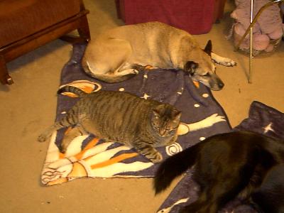 This is Prince and Butch
<p>When we got the dogs they were half the size of Prince</p>
