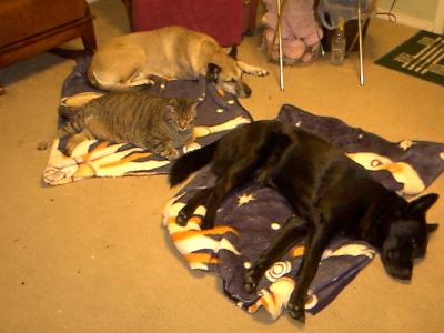 Another view
<p>I put the blanket down because Butch has a problem with the cold.&nbsp; I had to cut it in half so there wouldn't be problems with sharing.&nbsp; They all like it.</p>
