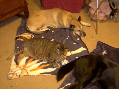 Yet another view
<p>I haven't a clue how heavy Prince is because he doesn't like being picked up and held, however, Butch and Spot are both over 50lbs.</p>
