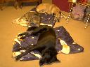Filename=1289743460pdrm4664.jpg
Filesize=57KiB
Dimensions=800x600
Date added=Nov 14, 2010 1289743460pdrm4664.jpg