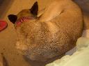 Filename=1296350202pdrm4770.jpg
Filesize=56KiB
Dimensions=800x600
Date added=Jan 29, 2011 1296350202pdrm4770.jpg