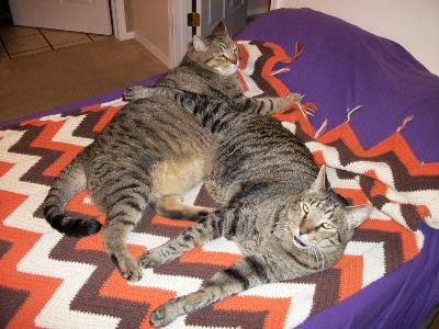 Cats at rest 003 (800x600) (800x600)
