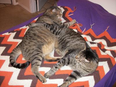 Cats at rest 004 (800x600)
