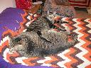 Filename=1321765584cats at rest 001 (800x600).jpg
Filesize=476KiB
Dimensions=800x600
Date added=Nov 19, 2011 1321765584cats at rest 001 (800x600).jpg