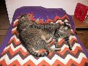 Filename=1321765585cats at rest 002 (800x600).jpg
Filesize=410KiB
Dimensions=800x600
Date added=Nov 19, 2011 1321765585cats at rest 002 (800x600).jpg