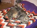 Filename=1321765587cats at rest 003 (800x600) (800x600).jpg
Filesize=436KiB
Dimensions=800x600
Date added=Nov 19, 2011 1321765587cats at rest 003 (800x600) (800x600).jpg