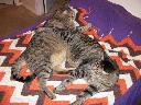 Filename=1321765590cats at rest 004 (800x600).jpg
Filesize=443KiB
Dimensions=800x600
Date added=Nov 19, 2011 1321765590cats at rest 004 (800x600).jpg