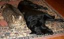 1323838071prince and spot 004 (640x389).jpg