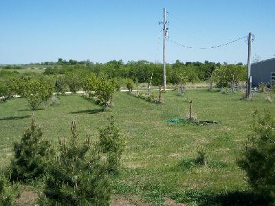 Papa's tiny vinyard.
