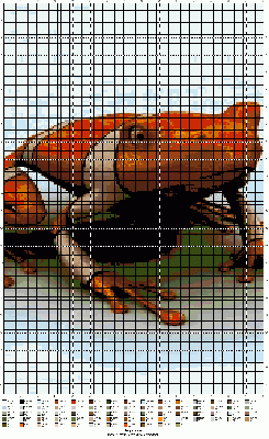 pretty frog
