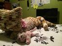 Filename=1408034654cat4.jpg
Filesize=91KiB
Dimensions=960x720
Date added=Aug 14, 2014 1408034654cat4.jpg