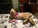 Filename=1408034656cat3.jpg
Filesize=101KiB
Dimensions=960x720
Date added=Aug 14, 2014 1408034656cat3.jpg