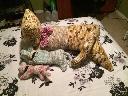 1408034660cat1.jpg