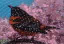 1429209498oriole.jpg