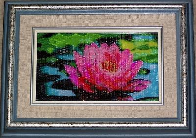 Pink Water Lily

