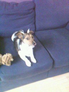 Our Jack Russell Kane
