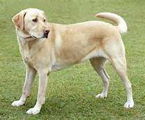 My disabled assistance/service dog Sandy Golden Labrador
