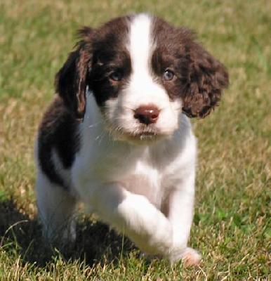 Our English Springer Spaniel Diamond
