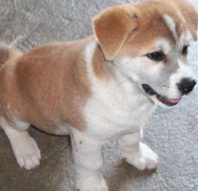 My Japanes Akita Prince my 37th birthday present off Nicky
