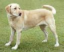 Filename=1447505005sandy.jpg
Filesize=7KiB
Dimensions=208x172
Date added=Nov 14, 2015 1447505005sandy.jpg