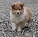 Filename=1447505382scamp.jpg
Filesize=5KiB
Dimensions=158x152
Date added=Nov 14, 2015 1447505382scamp.jpg